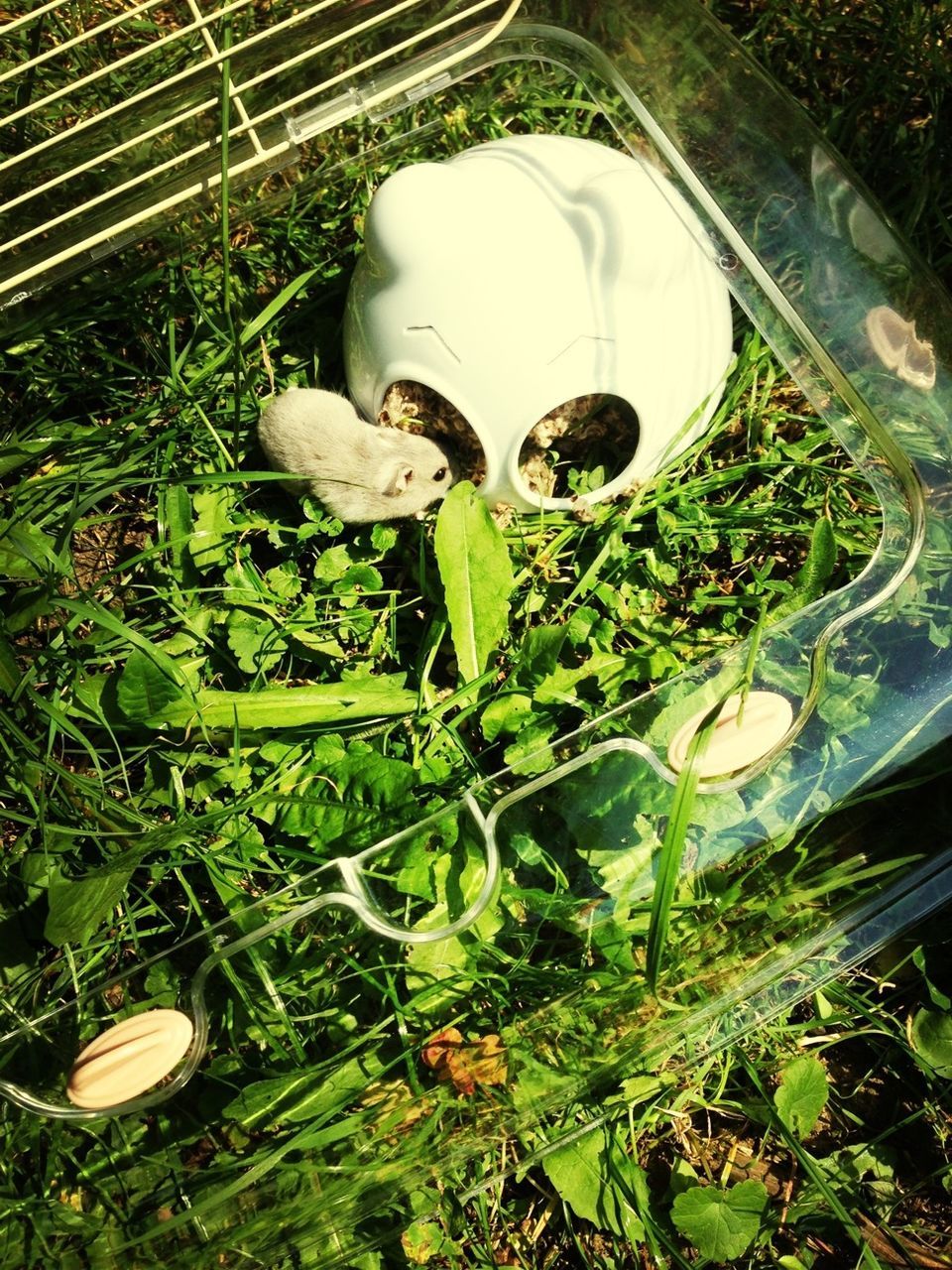 green color, high angle view, plant, grass, growth, leaf, field, no people, front or back yard, outdoors, day, white color, nature, freshness, directly above, close-up, circle, potted plant, container, metal