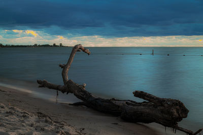 Driftwood on beach against sky