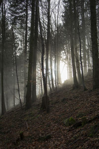 Sun rays coming through the branches in the foggy forest.