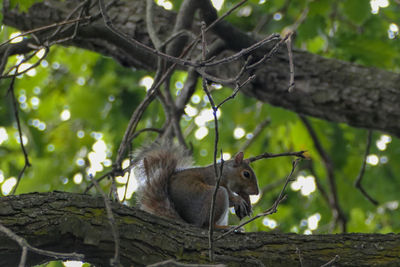 Squirrel on tree trunk