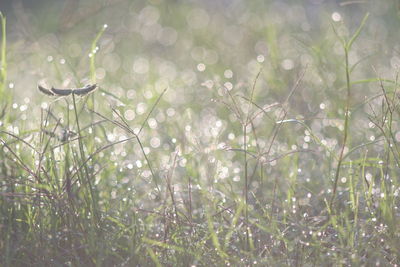 Close-up of wet grass on field