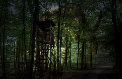 Tree house in forest