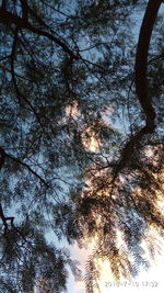 Low angle view of trees