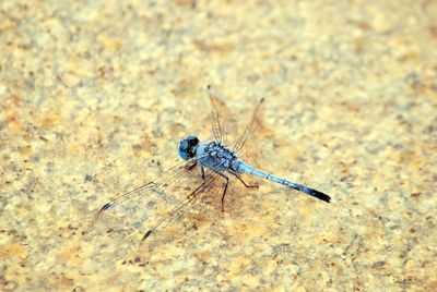 Close-up of insect