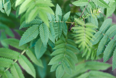 Close-up of fresh green leaves