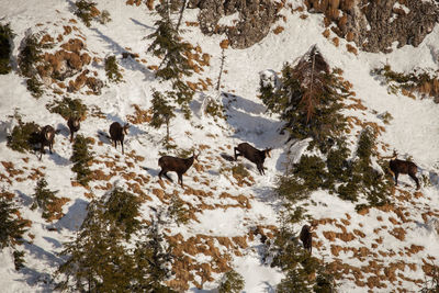 High angle view of mountain goats