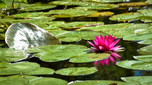 Lotus water lily in lake