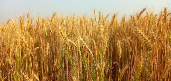 Close-up of wheat field