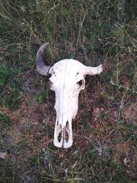 High angle view of dog on field