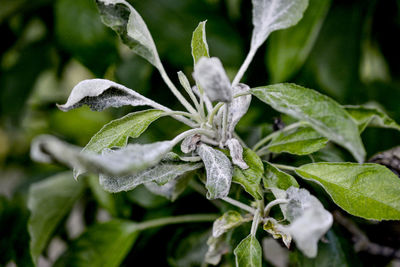 Powdery mildew of apples, apple tree, caused by the fungus podosphaera leucotricha. 