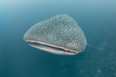 Close-up of fish swimming underwater