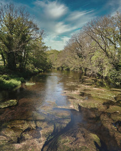 Scenic view of river amidst trees against sky
