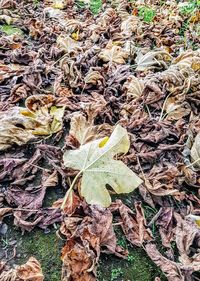 High angle view of fallen dry leaves on field