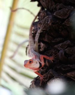 Close-up of a lizard