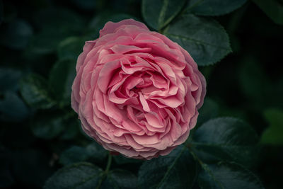 Close-up of pink rose