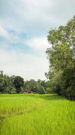 Scenic view of agricultural field against sky