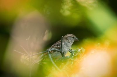 Close-up of bird perching on a plant