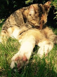 Dog resting on grassy field