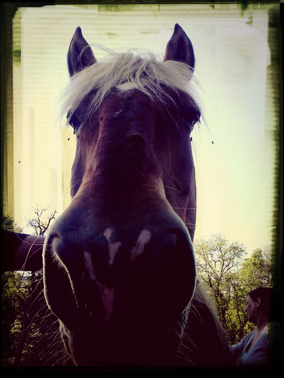 transfer print, auto post production filter, domestic animals, one animal, animal themes, dog, pets, mammal, close-up, indoors, animal head, horse, animal body part, no people, day, side view, livestock, zoology, focus on foreground, looking away