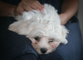 Portrait of white dog holding terrier