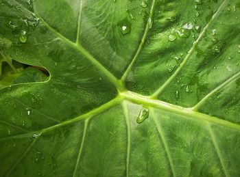 Close-up of wet plant leaves during rainy season