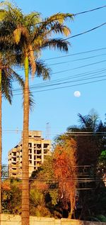 Low angle view of palm trees and building against blue sky