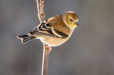 Close-up of bird perching outdoors