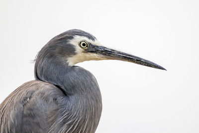 Close-up of a bird