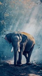 Elephant standing in water