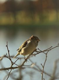 Close-up of bird perching on a branch