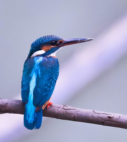 Close-up of bird perching on branch 