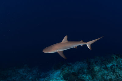 View of fish swimming underwater