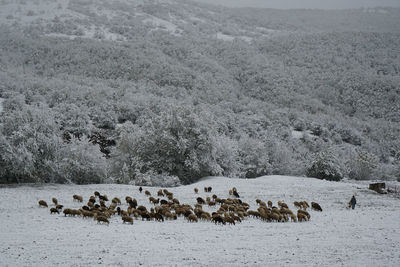 Flock of sheep on a land