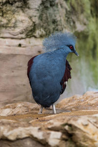 Close-up of victoria crowned pigeon perching on rock
