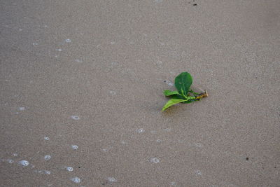 High angle view of plant on sand