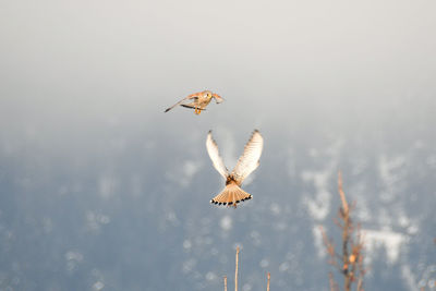 Low angle view of bird flying in sky