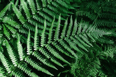 Detail shot of fern