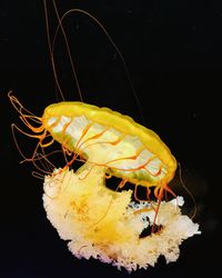 Close-up of yellow fish in sea