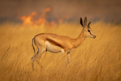 Springbok stands in grass with flames behind