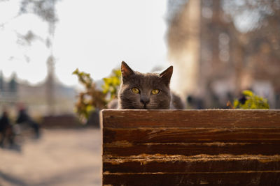Portrait of fox walking on field
