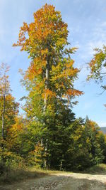 Trees in forest during autumn