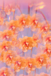 Close-up of pink flowers