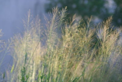 Close-up of wheat growing on field