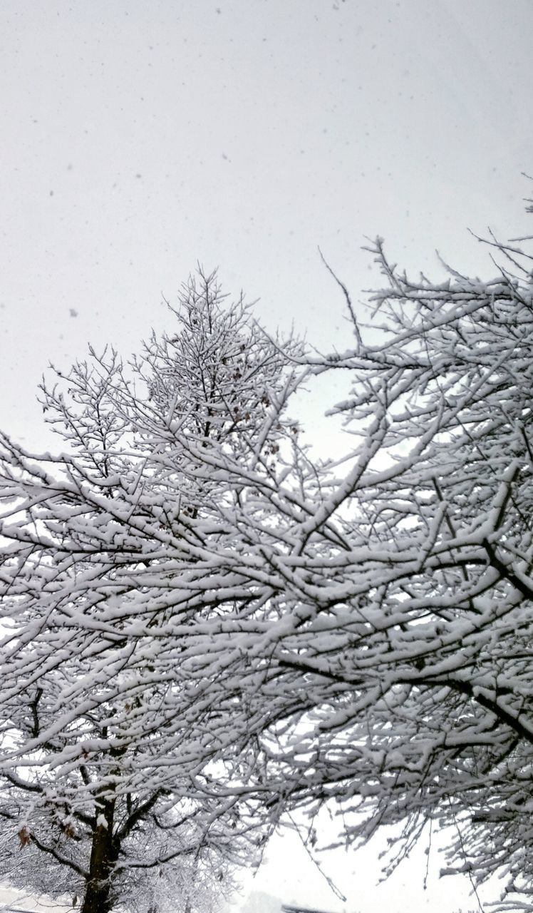 cold temperature, winter, snow, bare tree, branch, season, weather, tranquility, tree, nature, clear sky, frozen, low angle view, beauty in nature, covering, day, outdoors, dead plant, no people, cold