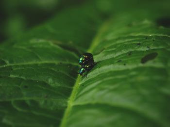 Close-up of fly on leaf