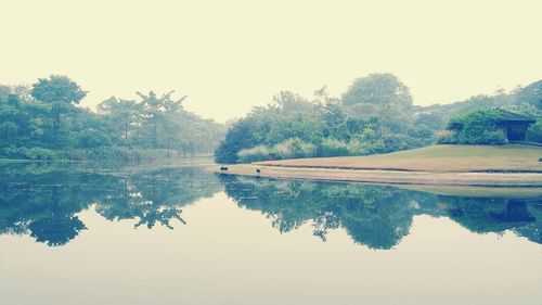 Reflection of trees in calm lake