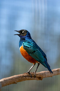 Close-up of bird perching on branch