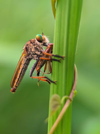 Close-up of insect on leaf