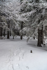 Trees on snow covered field