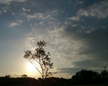 Silhouette of trees at sunset